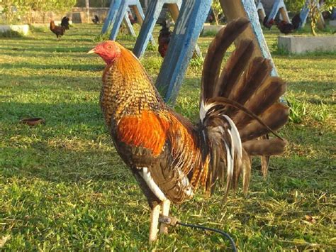 Sabong Gamefowl .